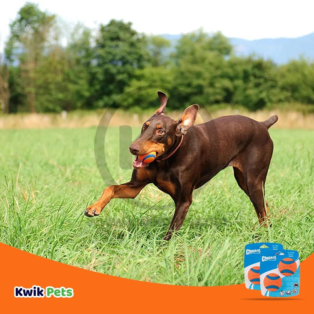 Chuckit! Ultra Ball Dog Toy Blue/Orange Medium 2 Pack of 2 Count - Image 5