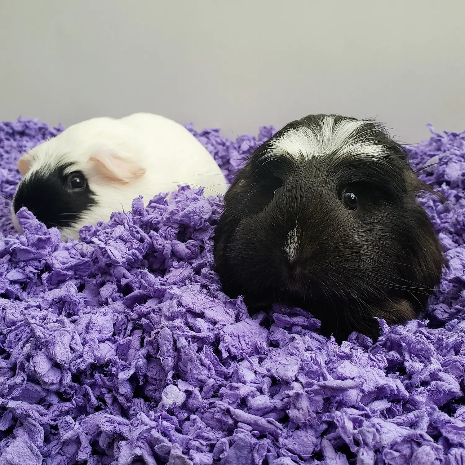 Carefresh Complete Comfort Purple Paper Bedding for Small Animals 50 Liter - Image 7