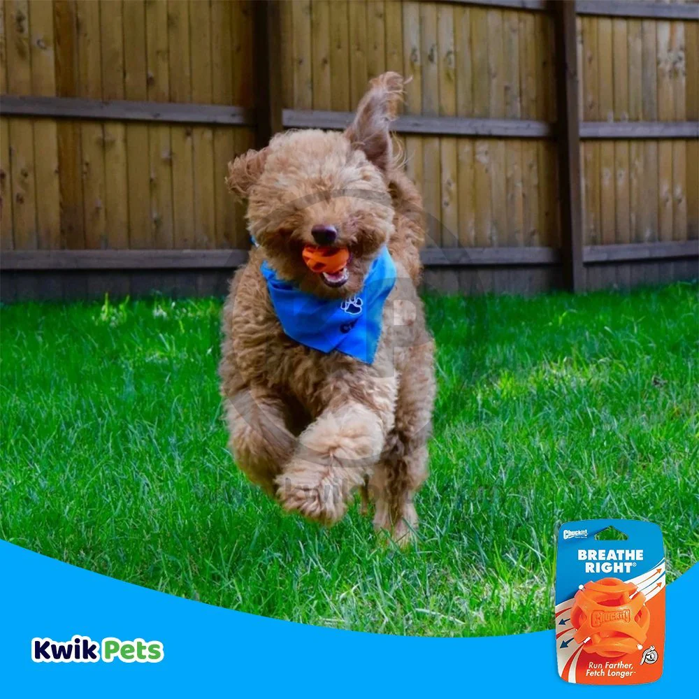 Chuckit! Breathe Right Fetch Ball Dog Toy Orange Large - Image 5
