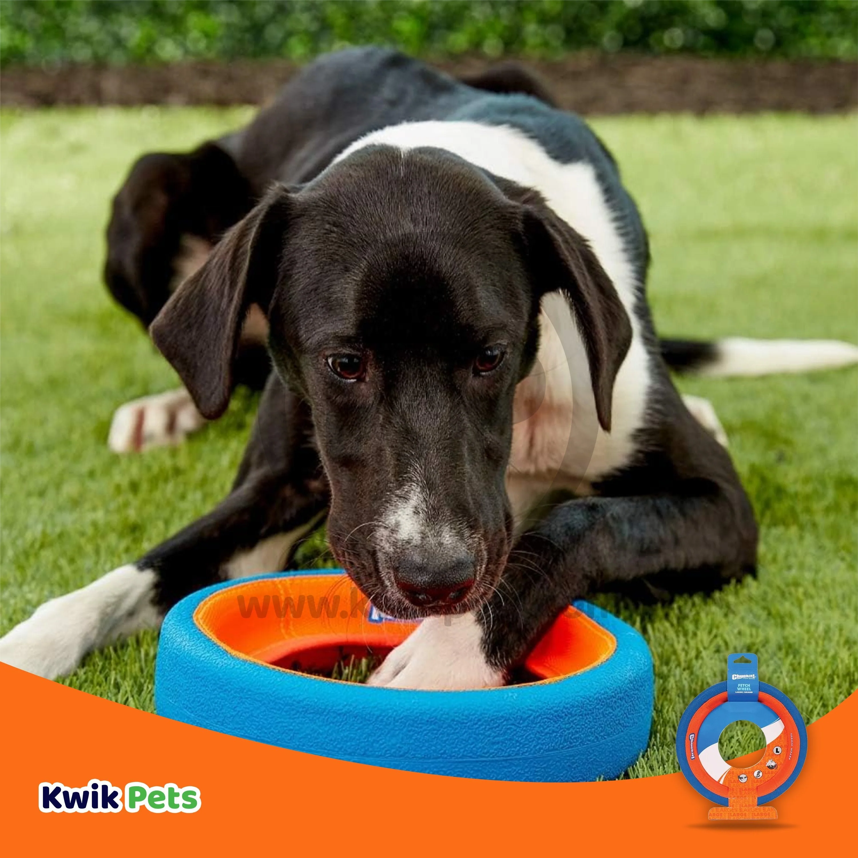 Chuckit! Fetch Wheel Dog Toy Blue/Orange Large - Image 5