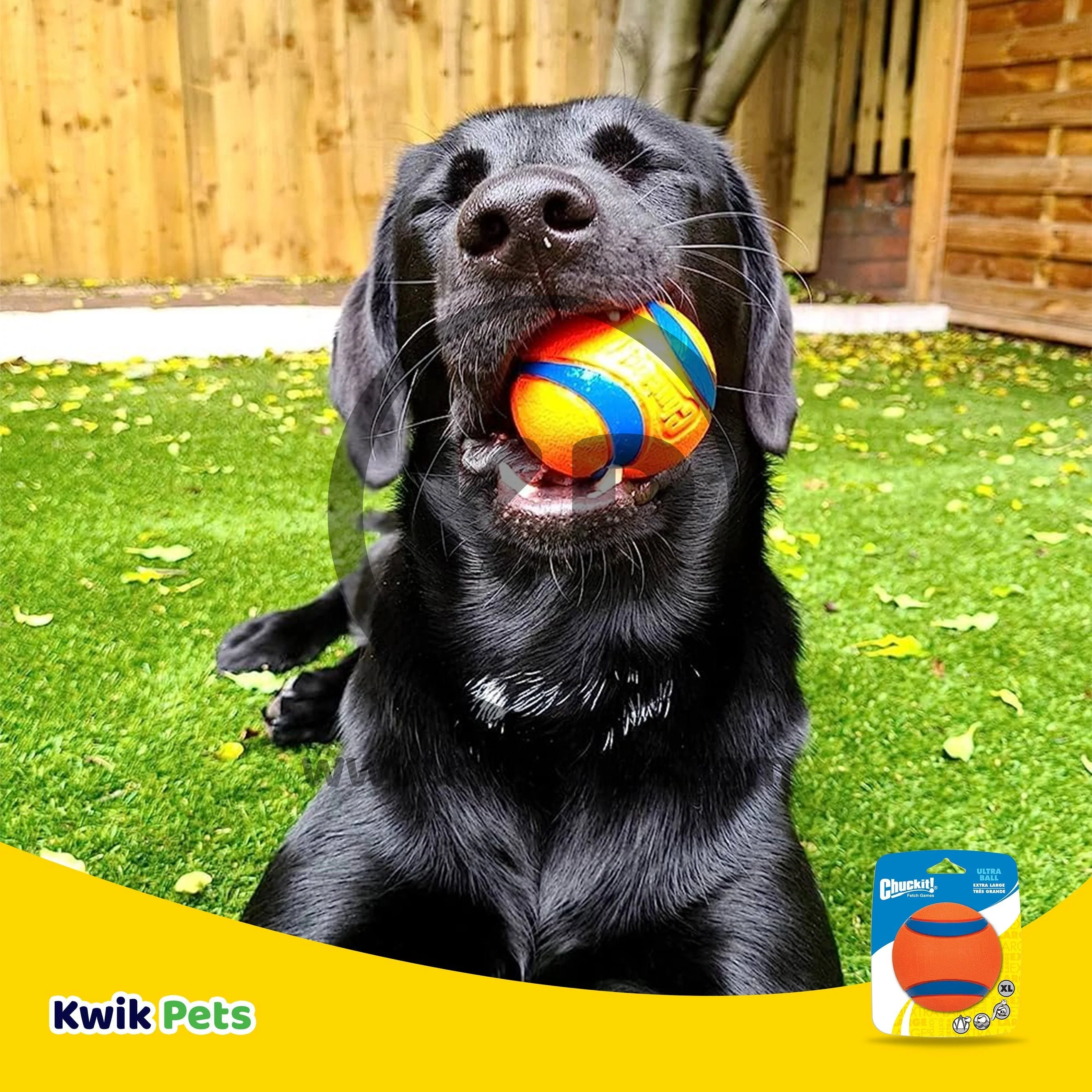 Chuckit! Ultra Ball Dog Toy Blue/Orange X-Large - Image 5