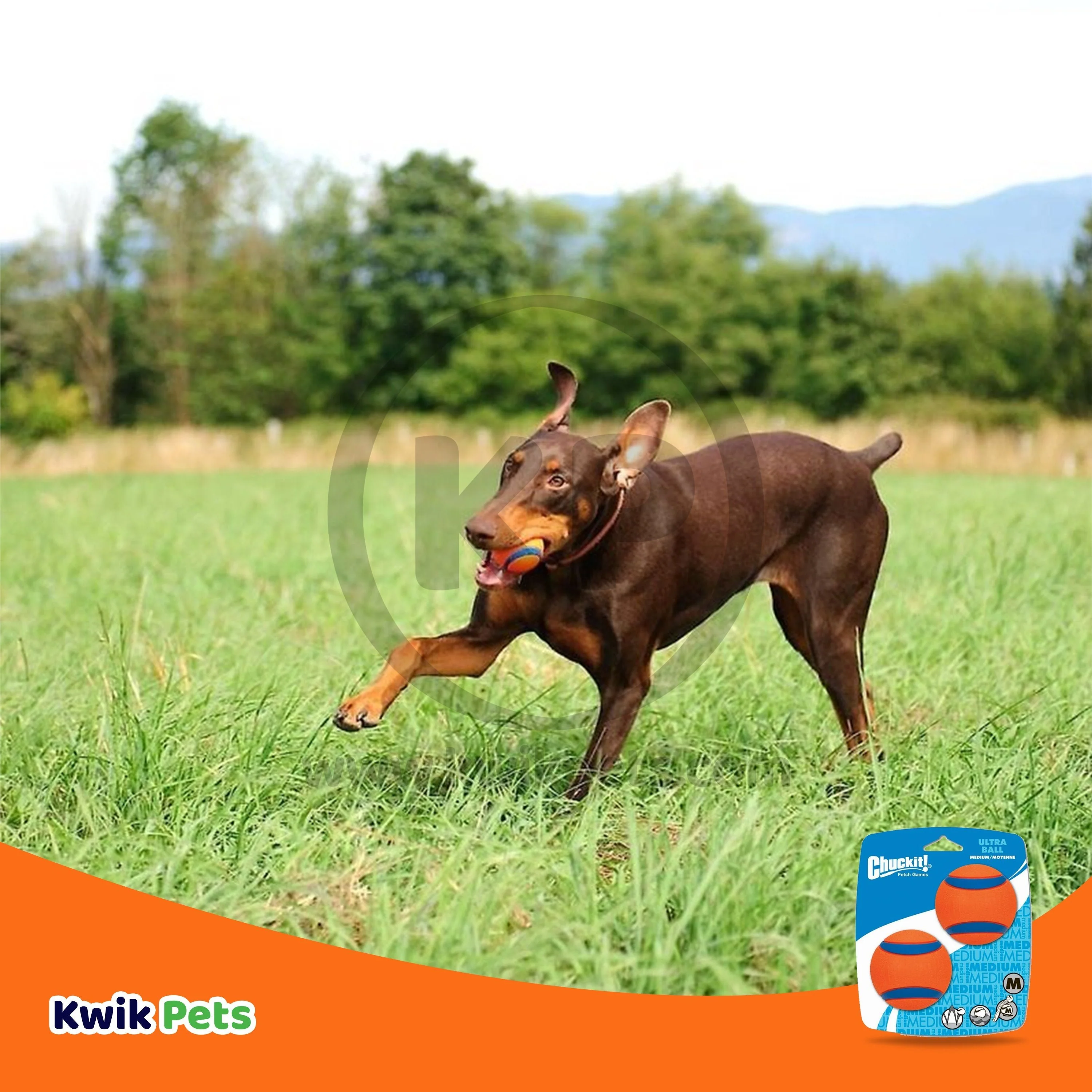 Chuckit! Ultra Ball Dog Toy Blue/Orange Medium 2 Count - Image 5