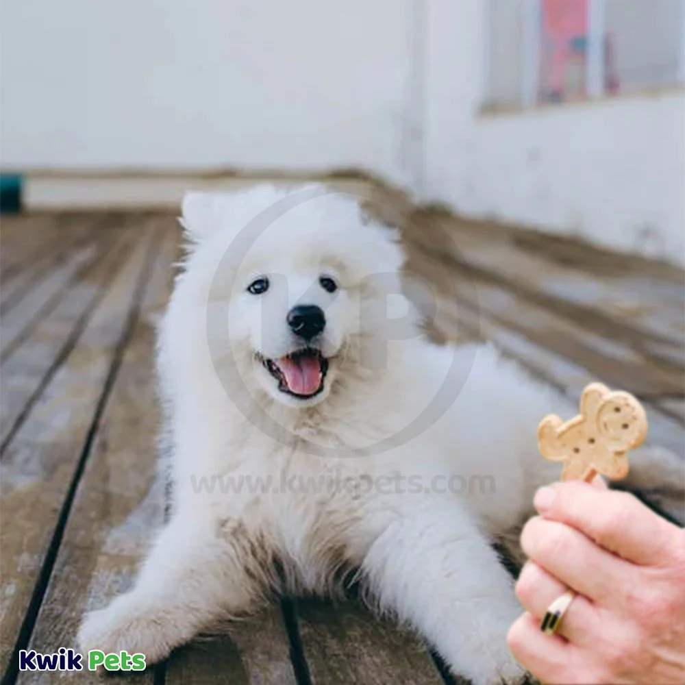 Cloud Star Buddy Biscuits Teeny Crunchy Dog Treats Peanut Butter 8-oz - Image 7