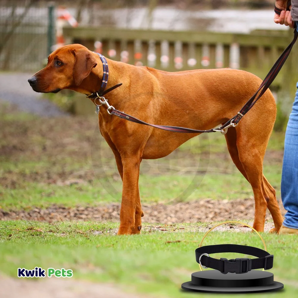 Coastal Adjustable Nylon Dog Collar with Plastic Buckle Black 1 in X 18-26 in - Image 4