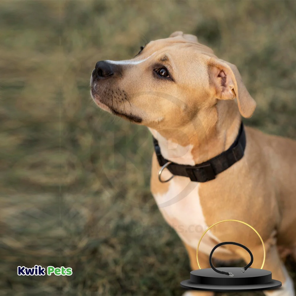 Coastal Round Nylon Training Dog Collar Black 3/8 in X 18 in - Image 4