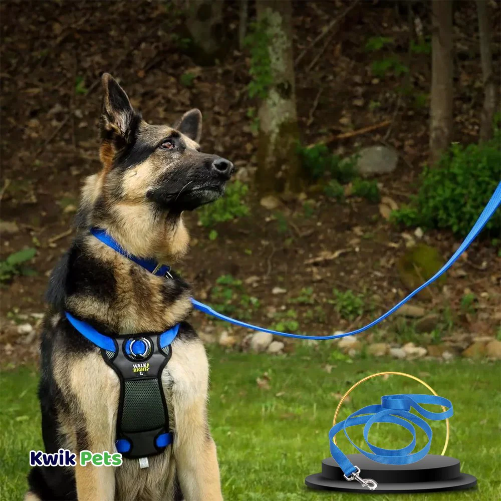 Coastal Single-Ply Nylon Dog Leash Blue Lagoon 1 in X 6 ft - Image 3