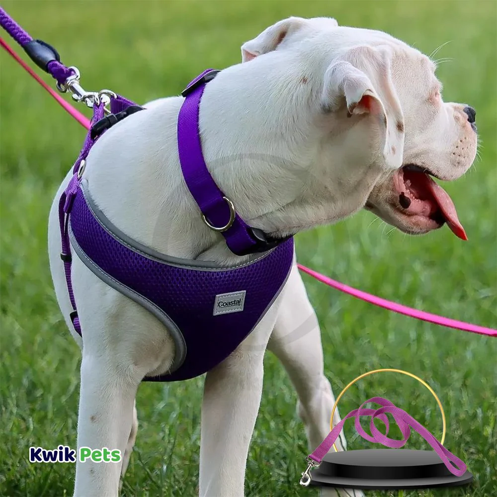 Coastal Single-Ply Nylon Dog Leash Orchid 1 in X 6 ft - Image 3