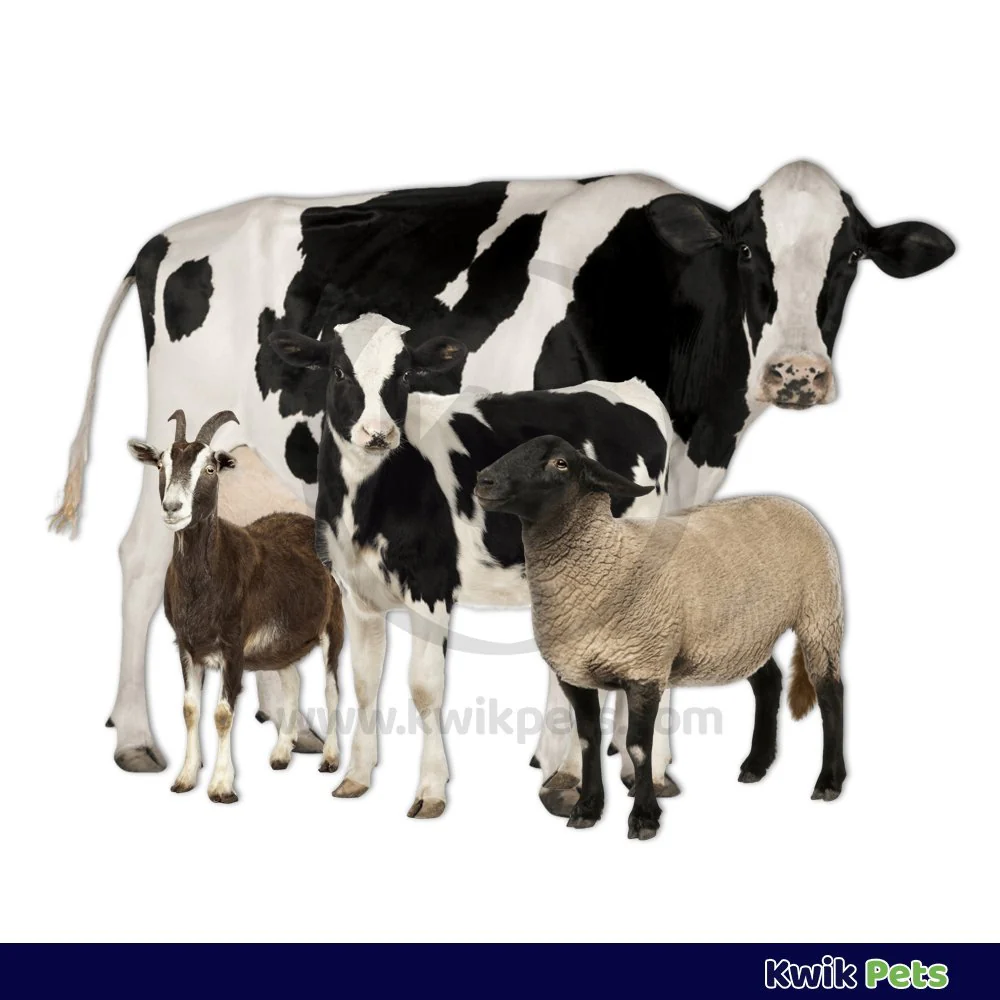Durvet Bloat Treatment for Cattle Sheep & Goats 12-oz - Image 4