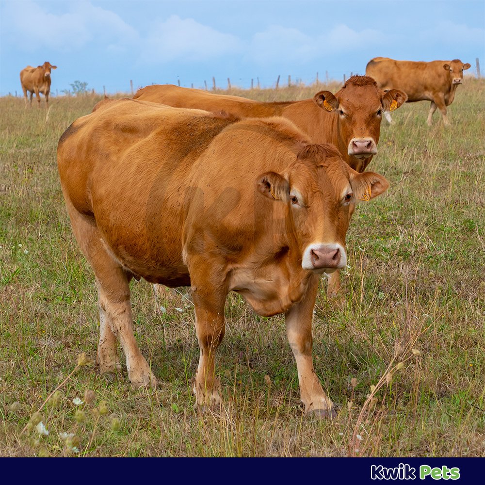 Durvet Ivermectin Pour-On Dewormer for Cattle 33.8-oz - Image 4