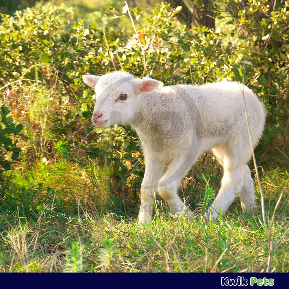 Durvet Lamb & Kid Colostrum Oral Gel 30 ml - Image 4