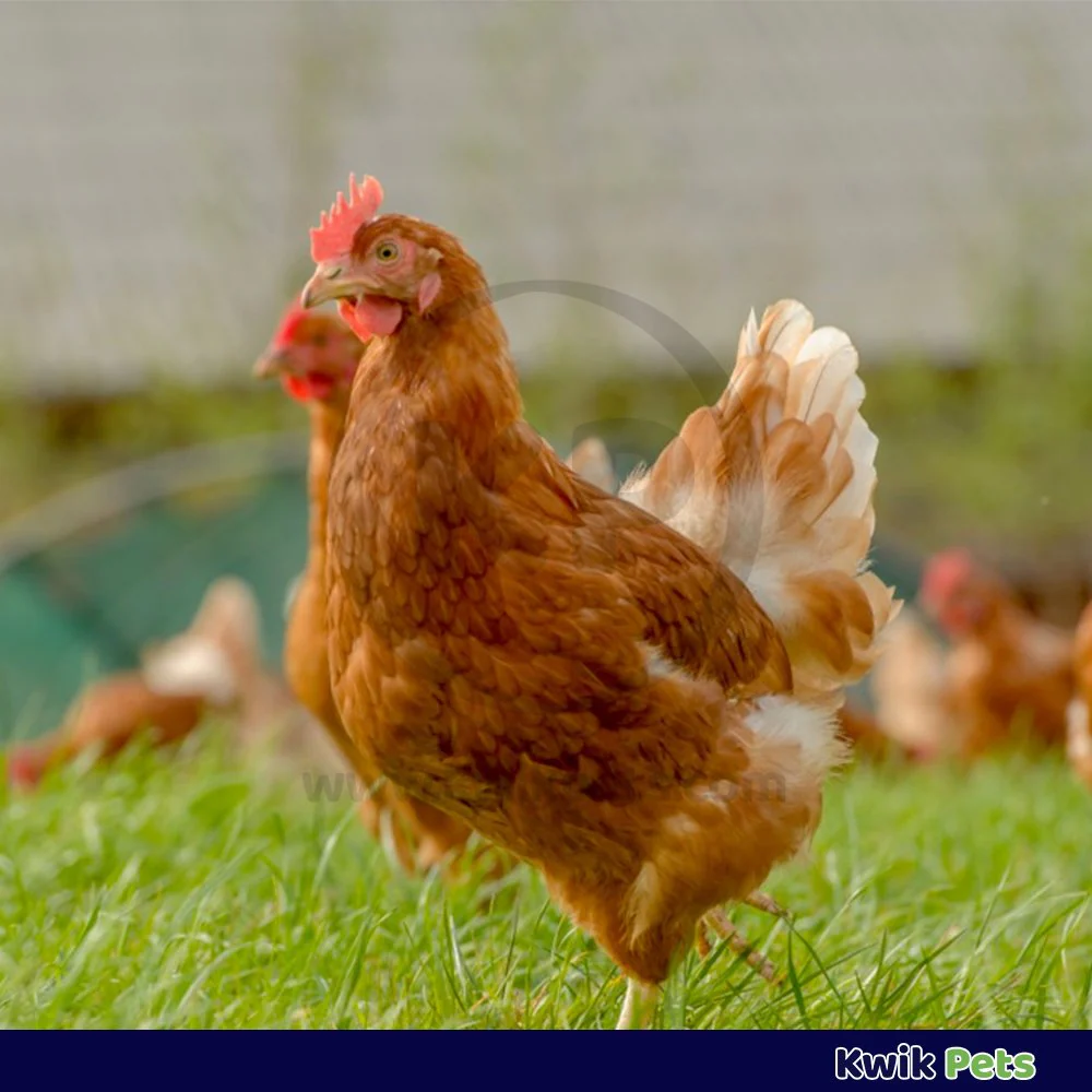 Durvet Layer Boost with Omega-3 for Layer Chickens 4 gram - Image 4