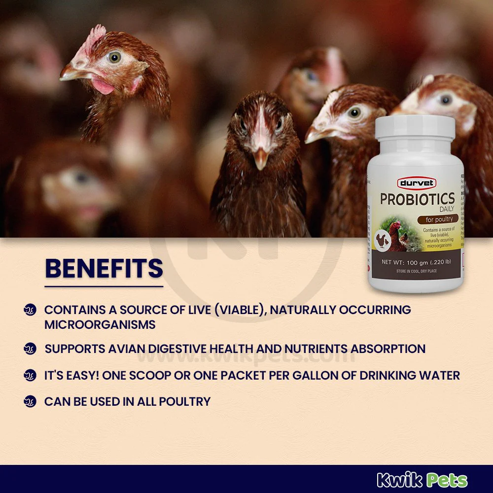 Durvet Probiotics Daily Poultry Supplement 100 gram - Image 2