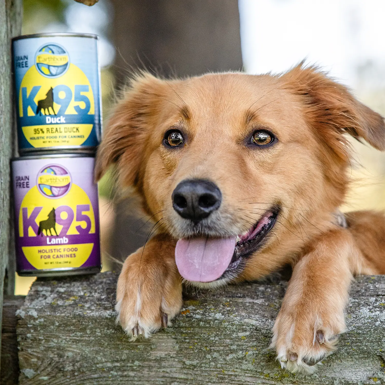 Earthborn Holistic K95 Grain-Free Meat Protein Wet Dog Food Lamb 13-oz - Image 7