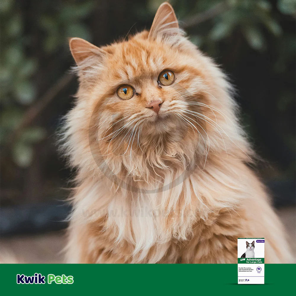 Elanco Advantage 2-Month Supply Topical Flea Treatment for Large Cats Over 9 lbs - Image 4