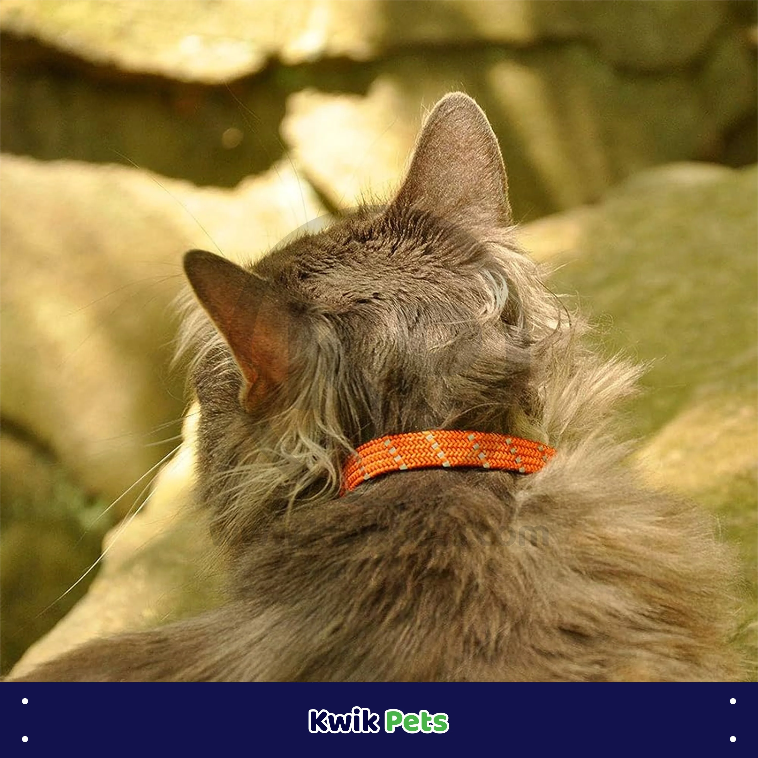 Elasta Cat Reflective Safety Stretch Collar with Reflective Charm Orange, 3/8 In X 10 in - Image 4