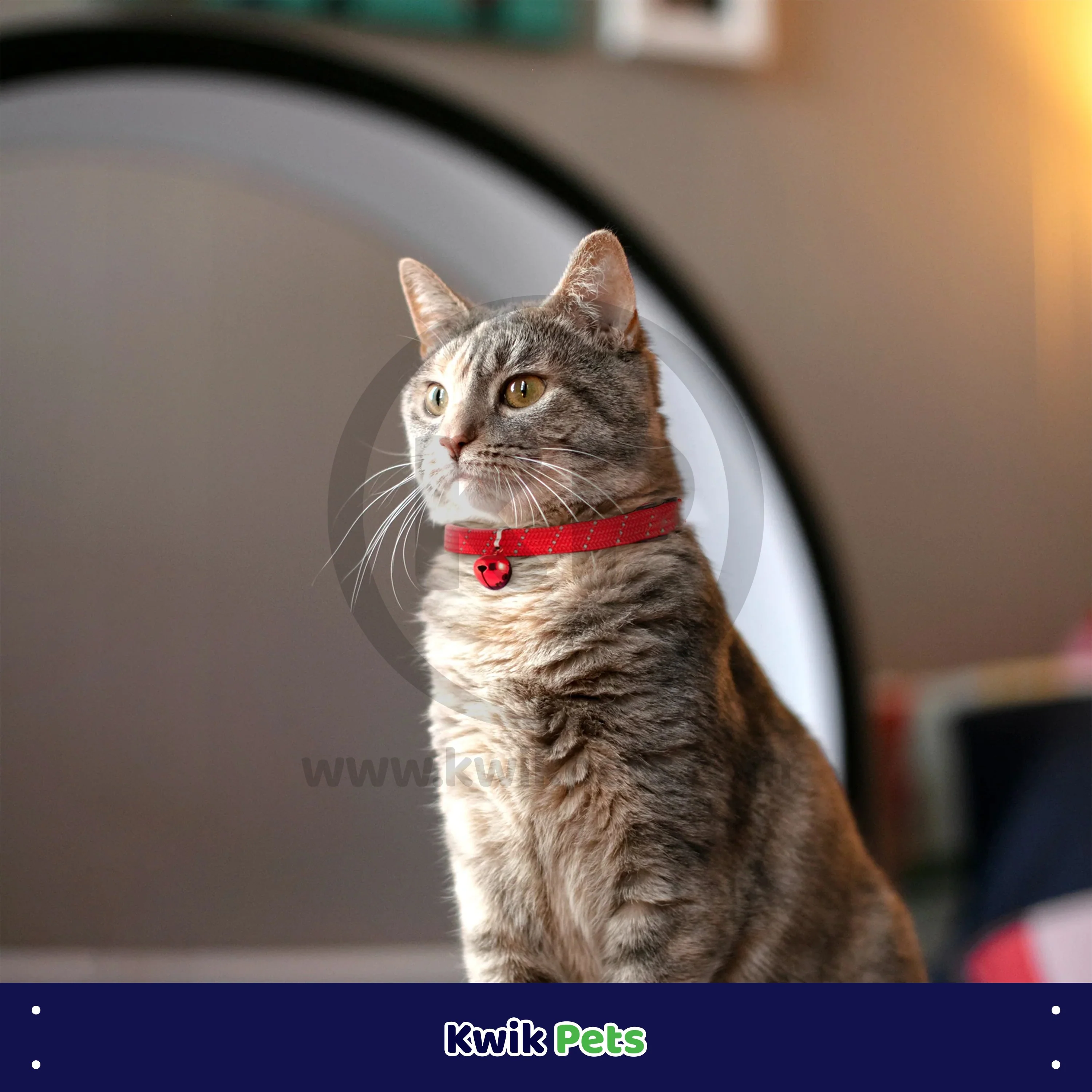 Elasta Cat Reflective Safety Stretch Collar with Reflective Charm Red 3/8 In X 10 in - Image 4