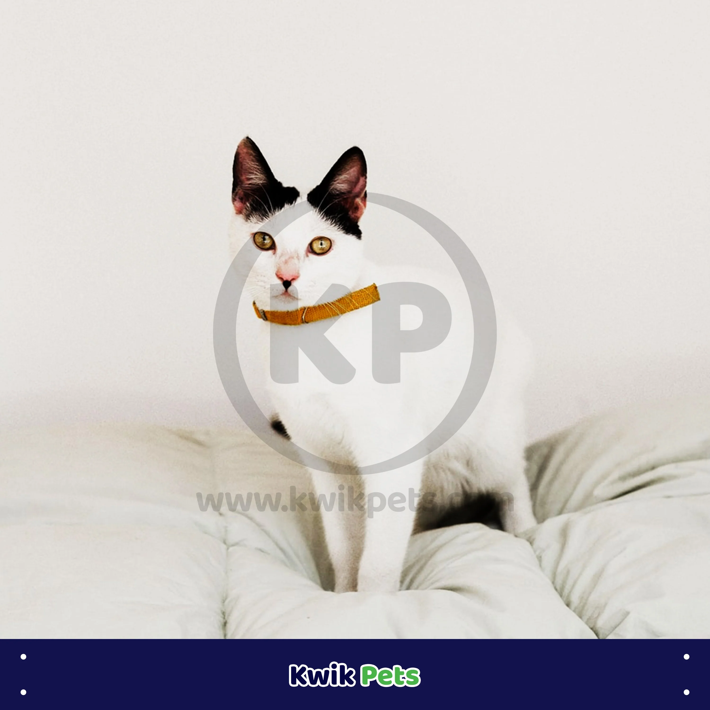Elasta Cat Reflective Safety Stretch Collar with Reflective Charm Yellow 3/8 In X 10 in - Image 4