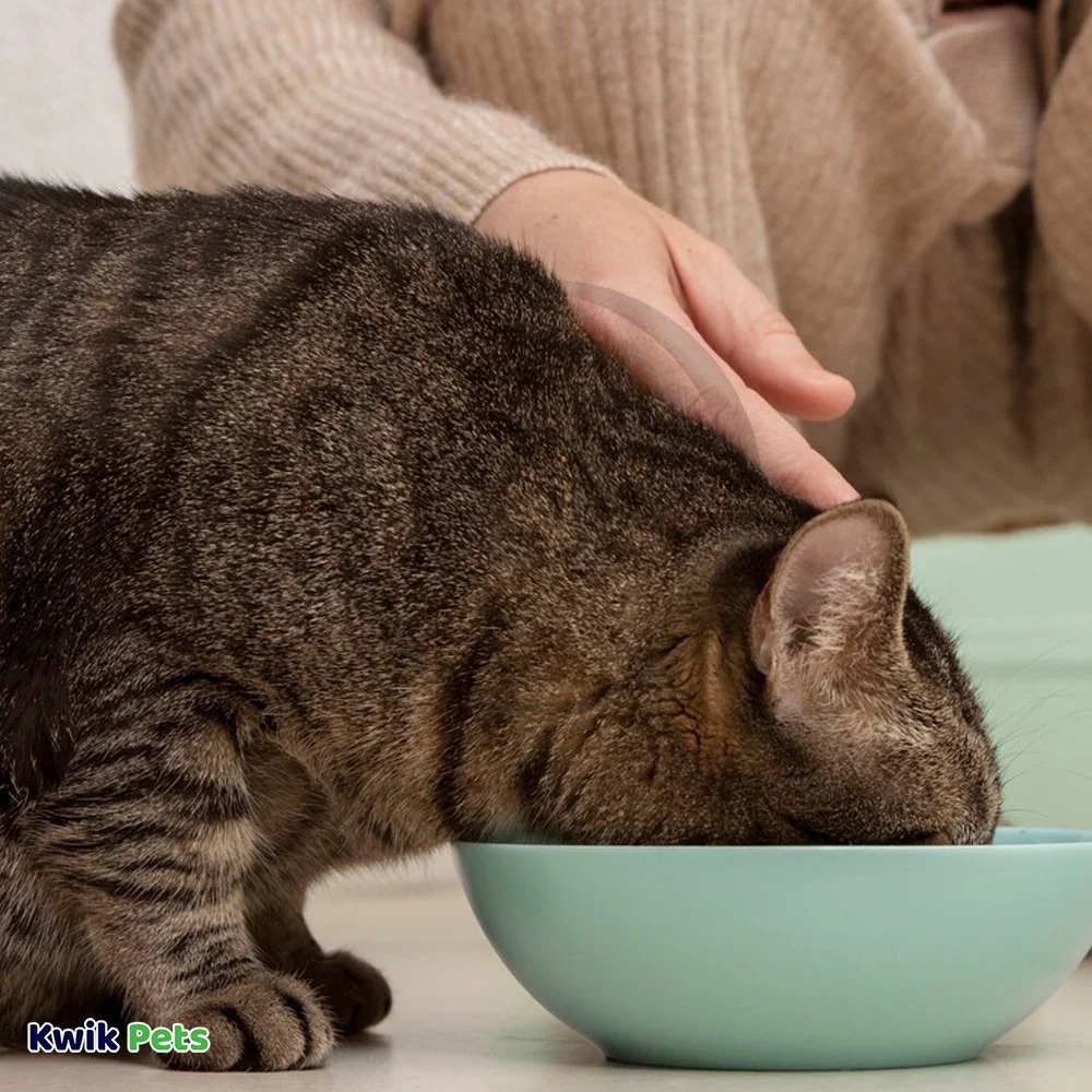 Emerald Pet Wholly Fish! Chicken-Free Feline Crunchy Cat Treats Tuna Recipe 3-oz - Image 7