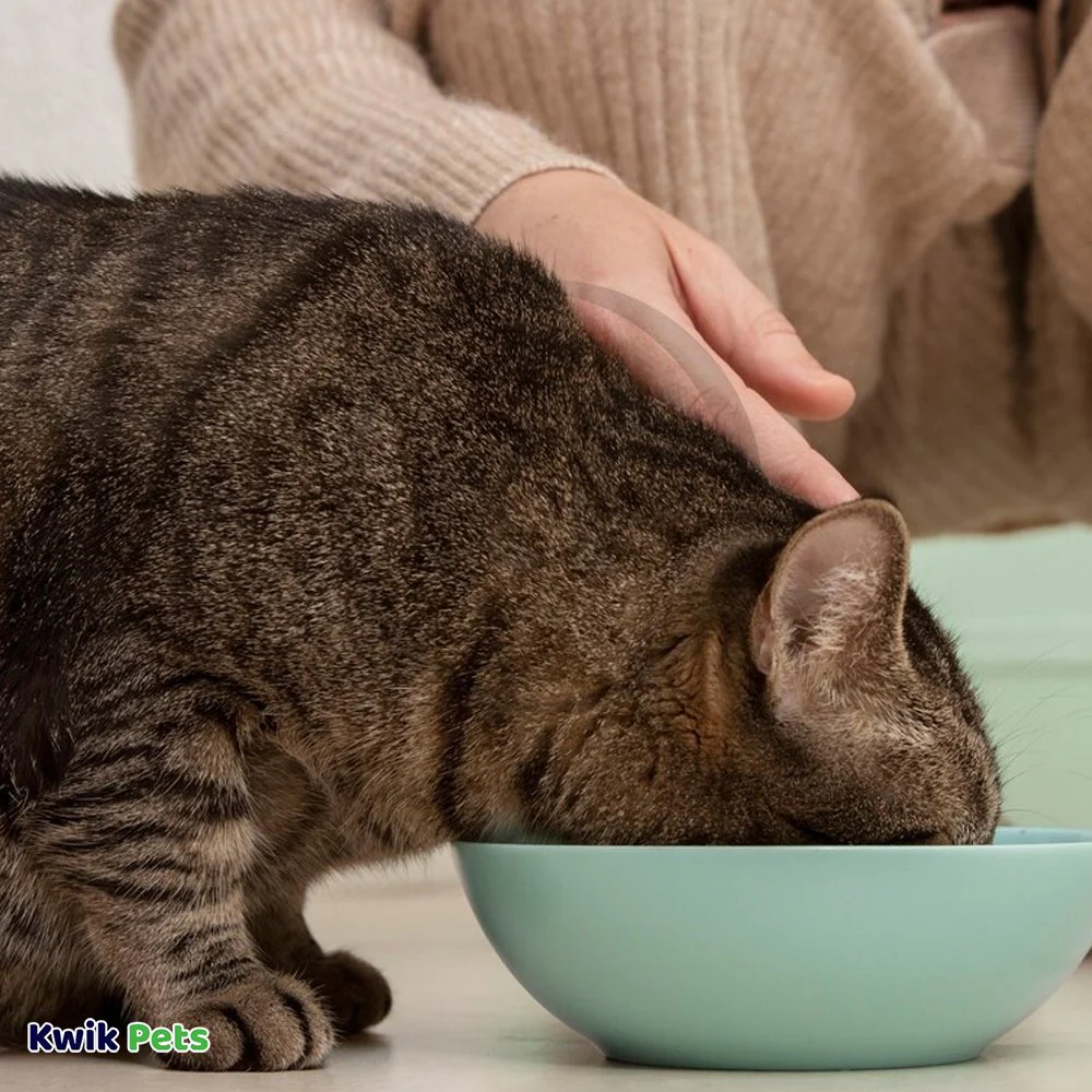 Emerald Pet Wholly Fish! Chicken-Free Digestive Health Cat Treats Salmon Recipe 3-oz - Image 6