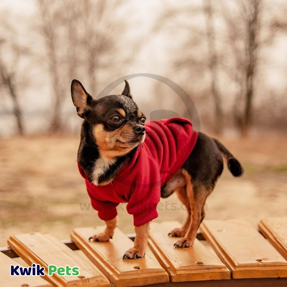 Fashion Pet Cosmo Vest w/Hood Red Medium - Image 4