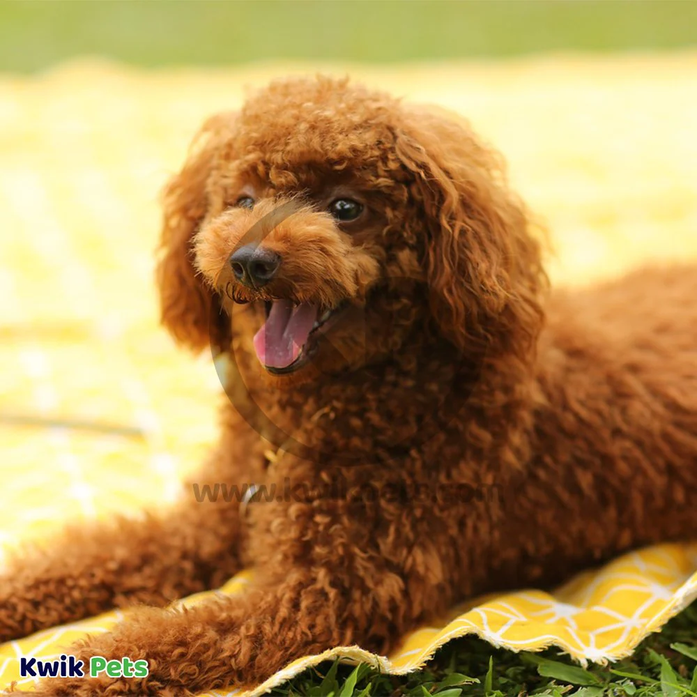 Get Naked Weight Management Grain-Free Dental Stick Chicken Dog Treats Small 6.2-oz - Image 7