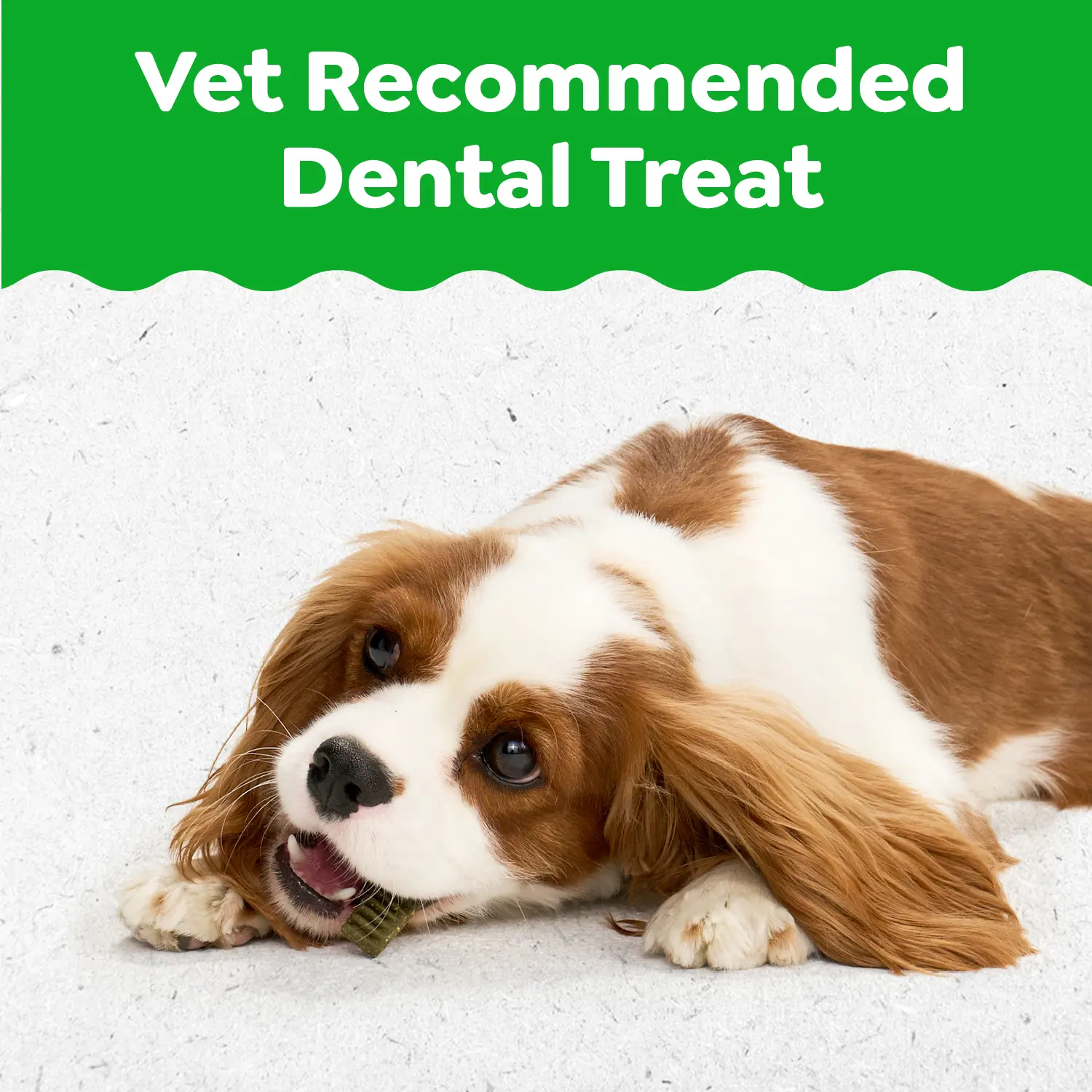Greenies Puppy Dental Dog Treats Petite 10 Count 6-oz - Image 10