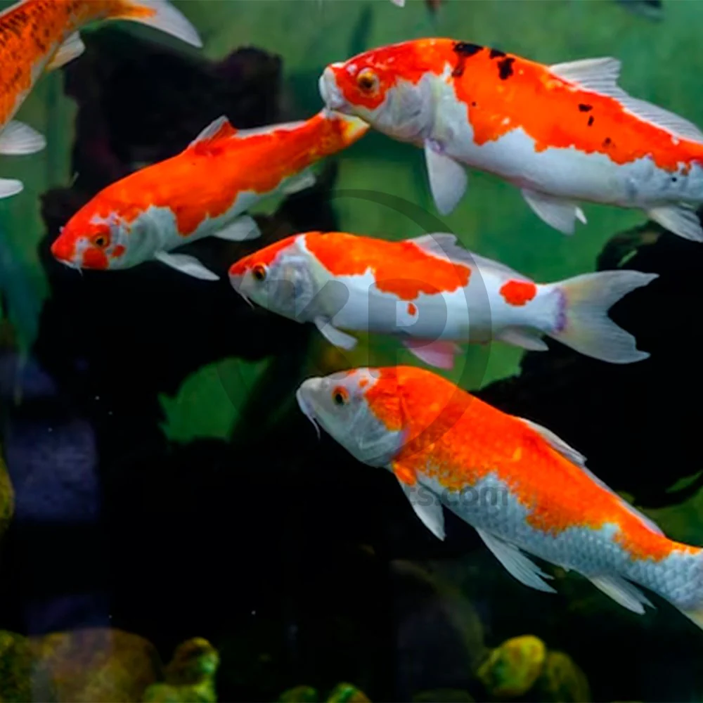 Hikari USA Wheat-Germ Sinking Medium Pellets Fish Food for Koi Goldfish & Other Pond Fishes 17.6-oz - Image 6