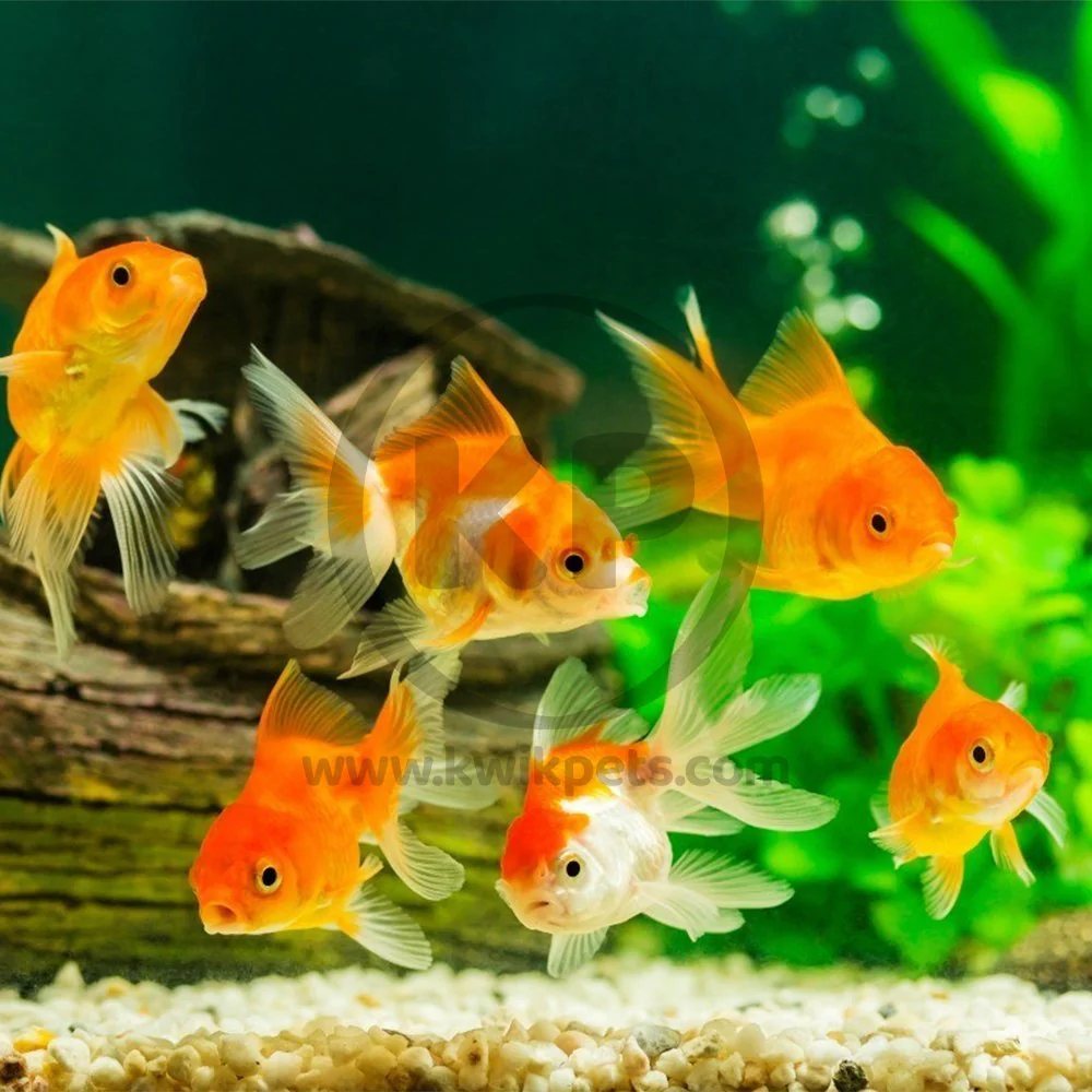 Hikari USA Goldfish Staple Floating Baby Pellets Fish Food 3.5-oz - Image 7