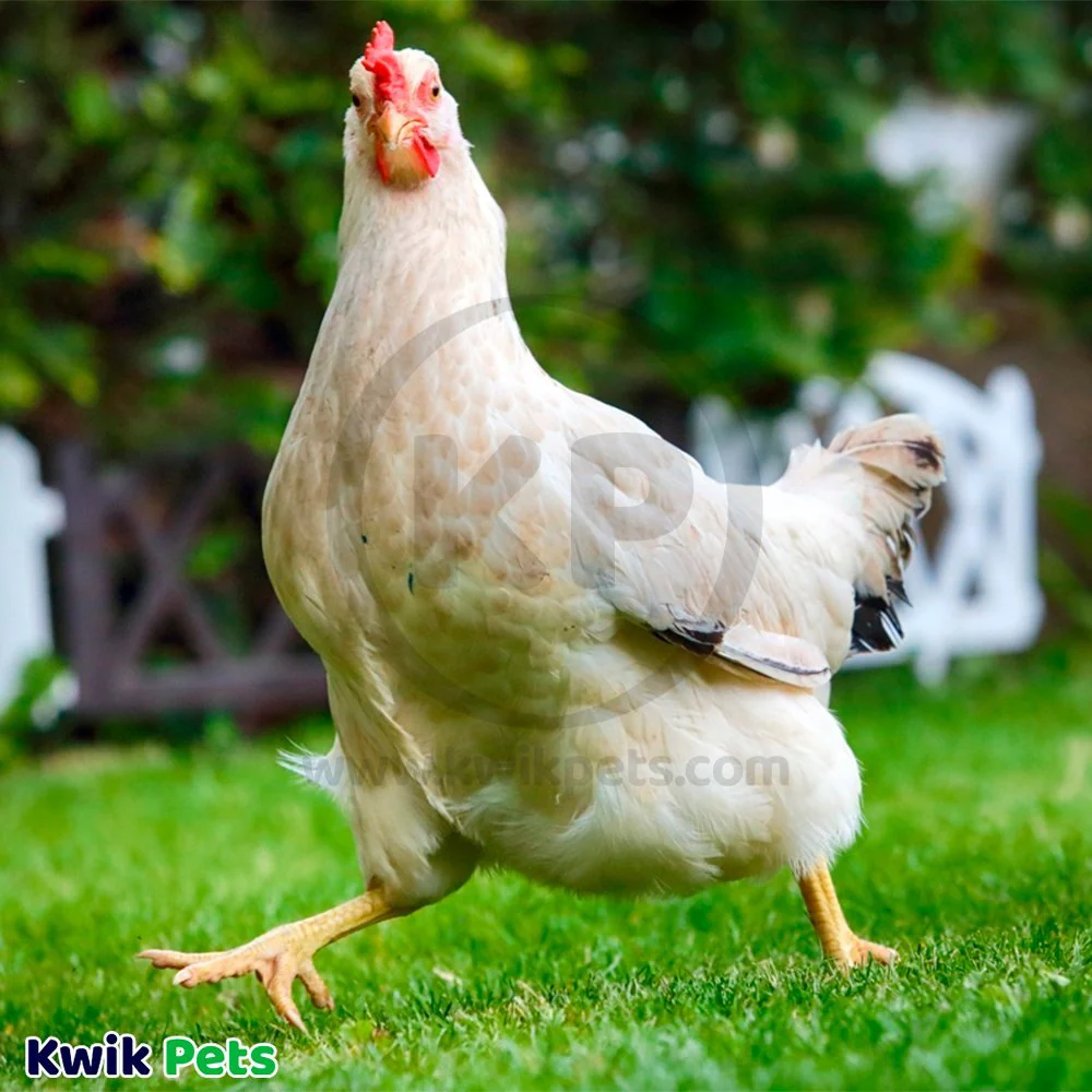 HomeoPet Avian WRM Clear Dewormer for Birds 15-ml - Image 7