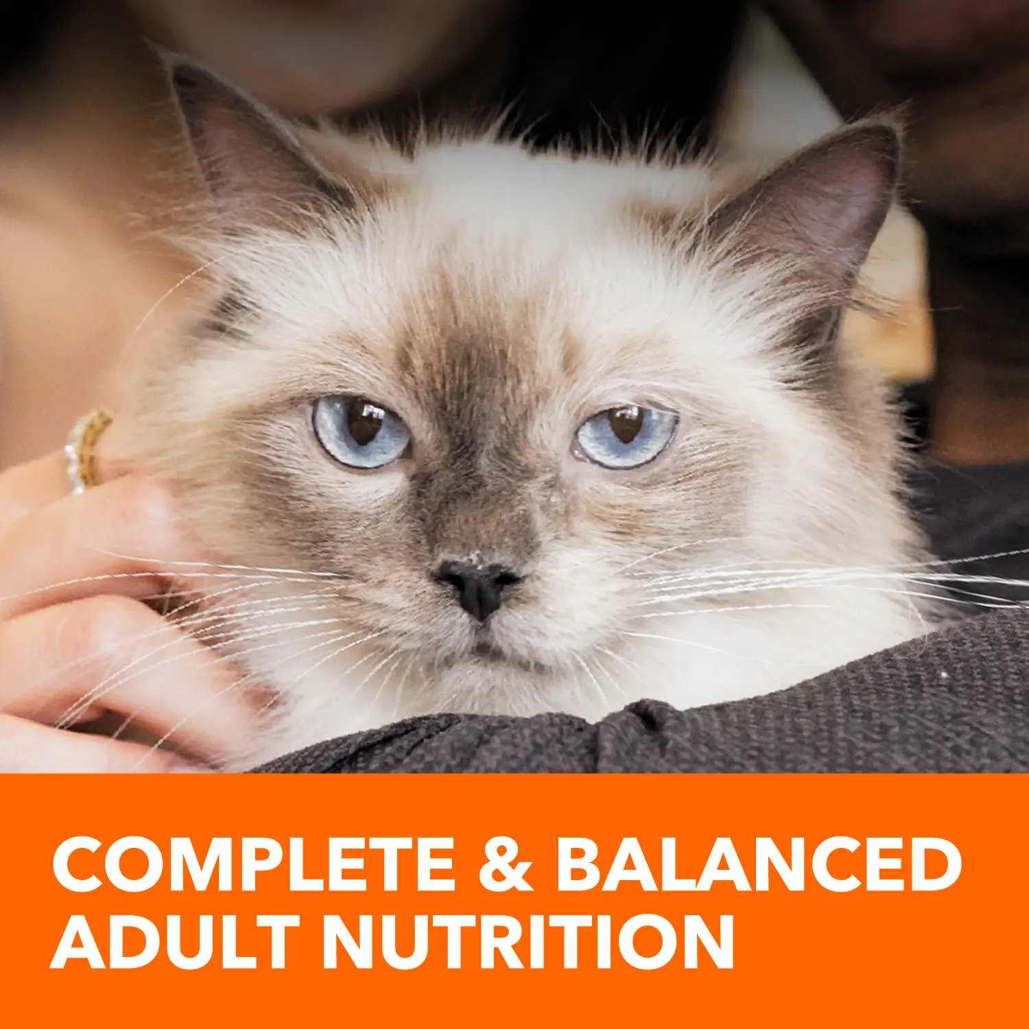 IAMS ProActive Health Healthy Enjoyment Adult Dry Cat Food Chicken & Salmon 6-lb - Image 11