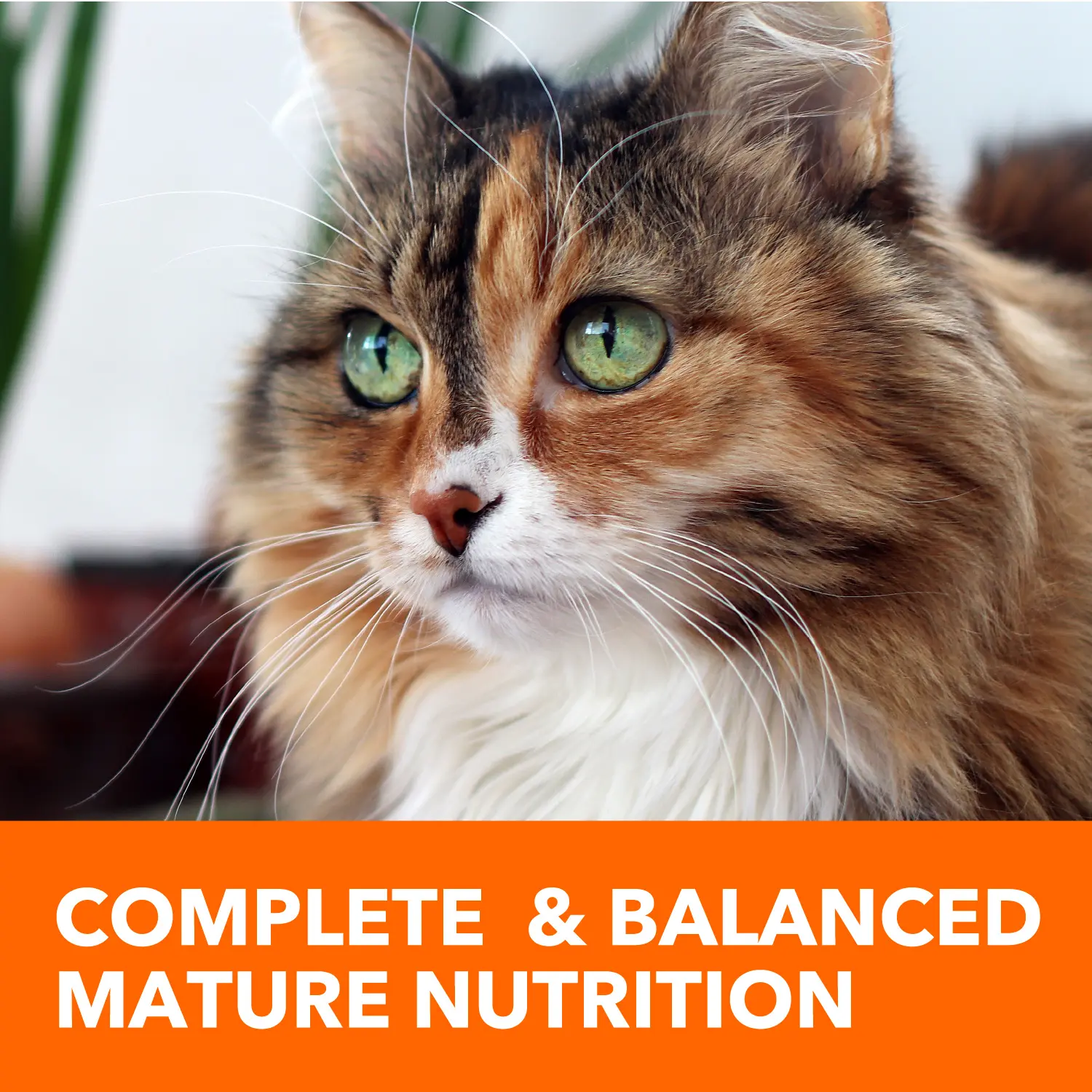IAMS Proactive Health Senior Dry Cat Food Chicken 7-lb - Image 11