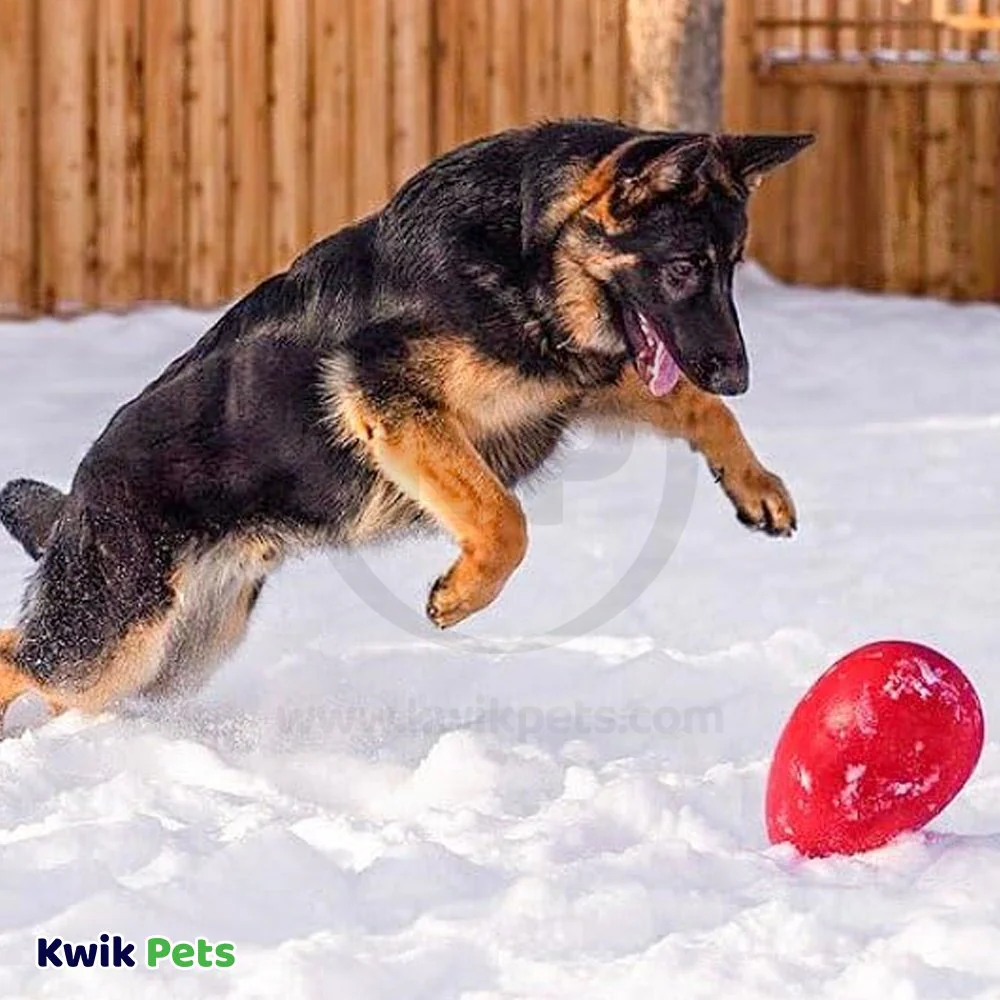 Jolly Pet Egg Hard Plastic Dog Toy Red Small 8-in - Image 4