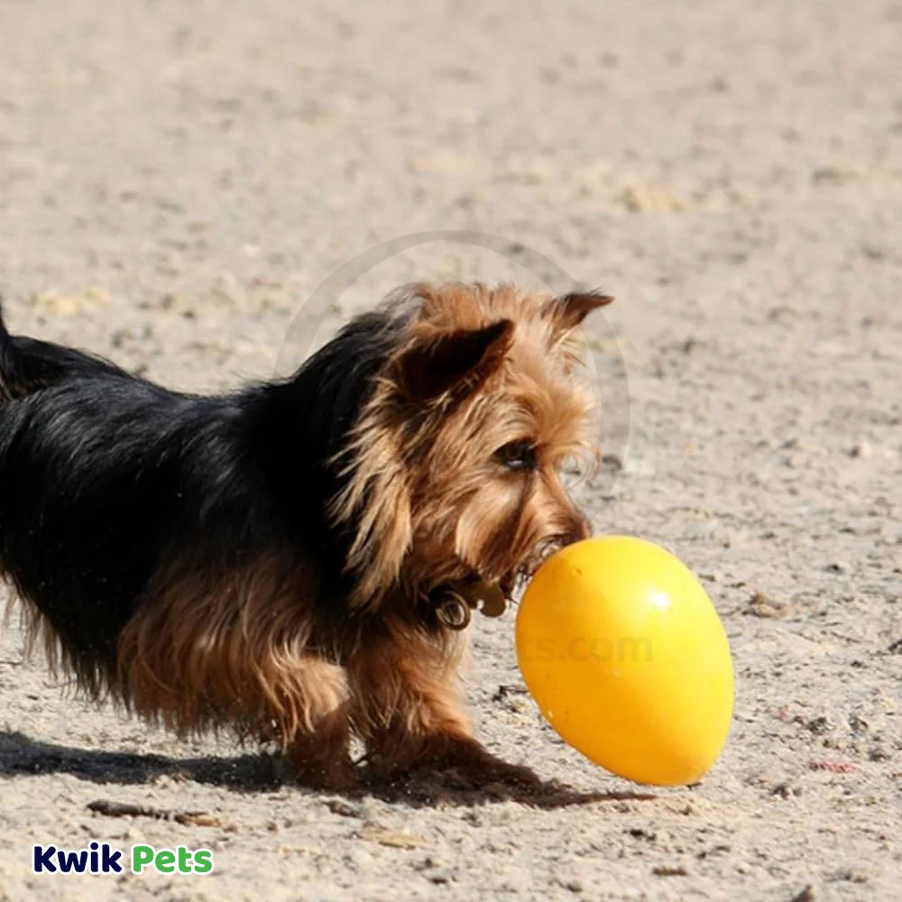 Jolly Pet Egg Hard Plastic Dog Toy Yellow Large 12-in - Image 4