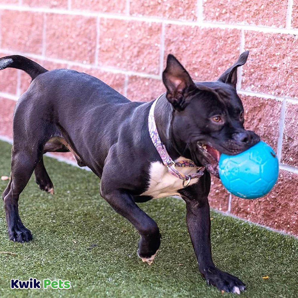 Jolly Pet Soccer Ball Boxed Dog Toy Blue Large 8-in - Image 5