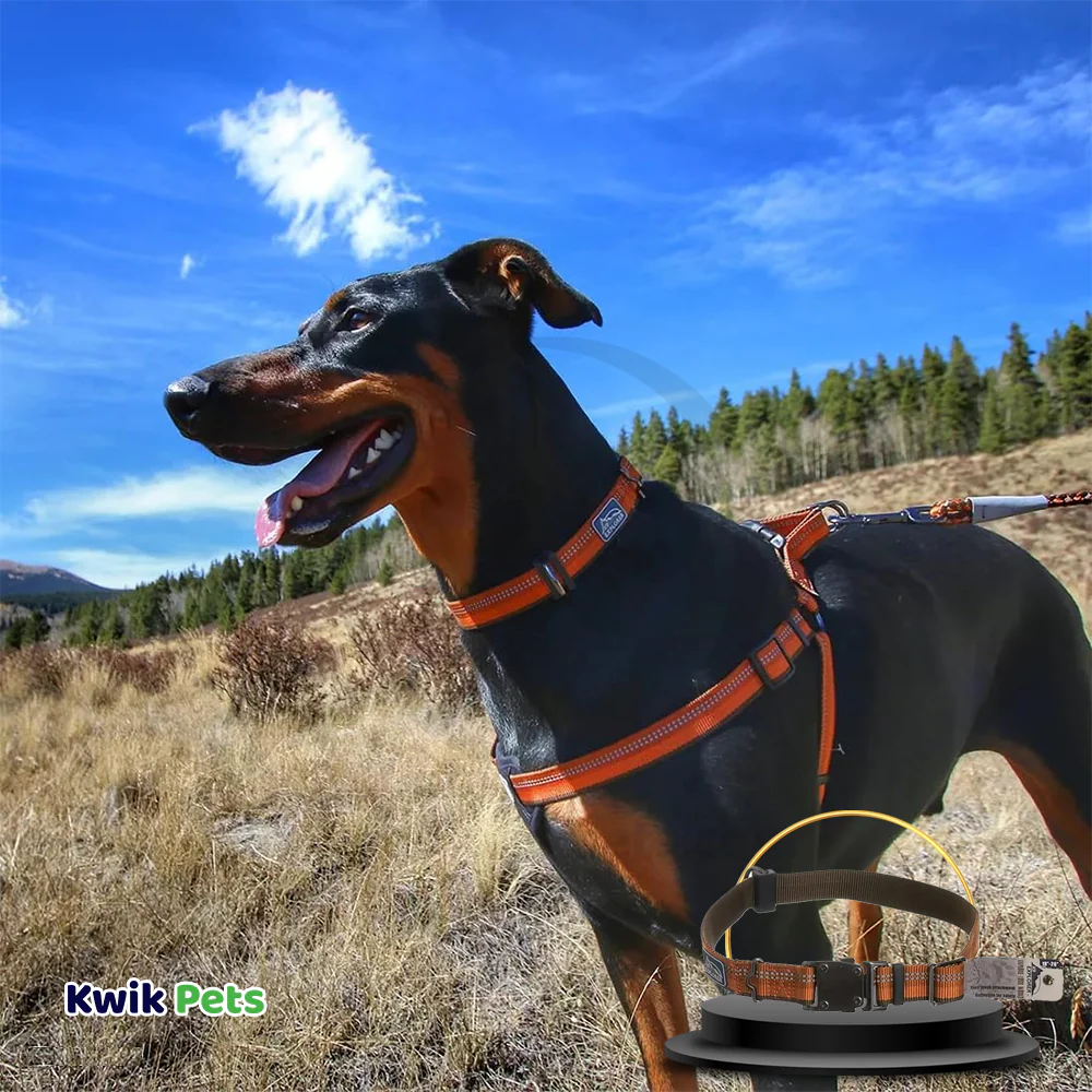 Coastal K9 Explorer Reflective Adjustable Dog Collar Campfire Orange 1 in X 12-18 in - Image 3