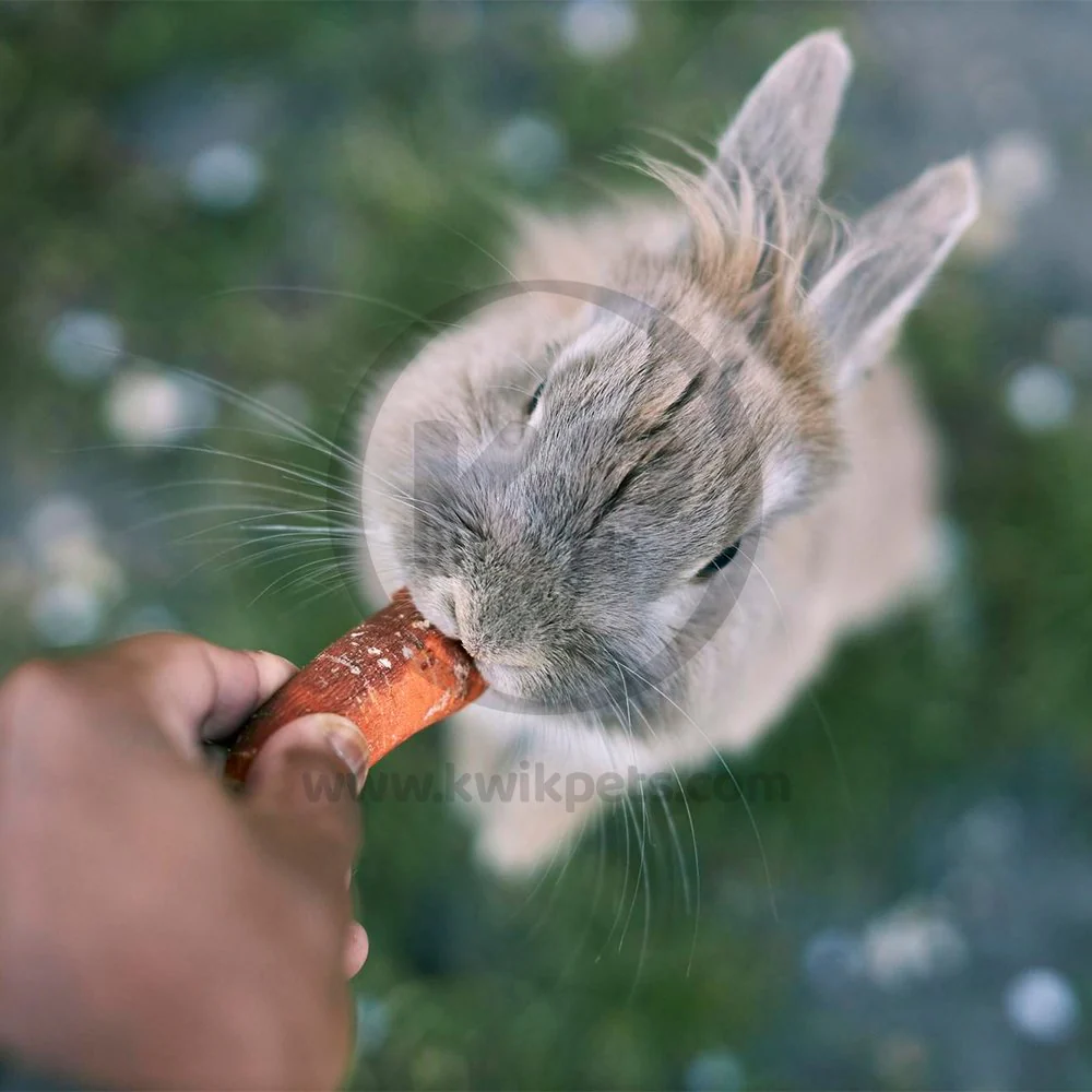 Kaytee Apple Orchard Sticks for Small Animals 10 Count - Image 6