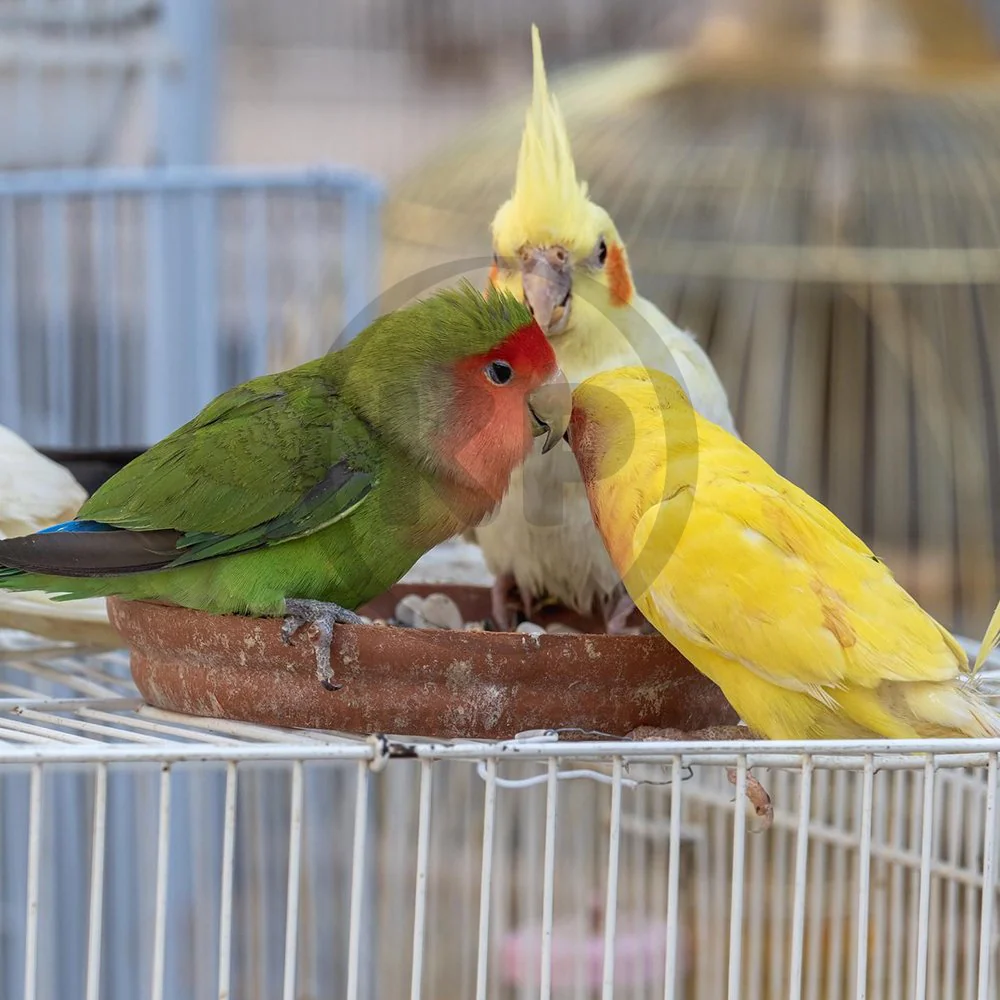 Kaytee Exact Rainbow Cockatiel Food 3-lb - Image 7