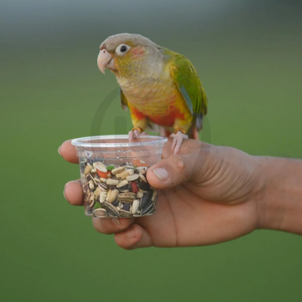 Kaytee Fiesta Conure Food 4.5-lb - Image 7