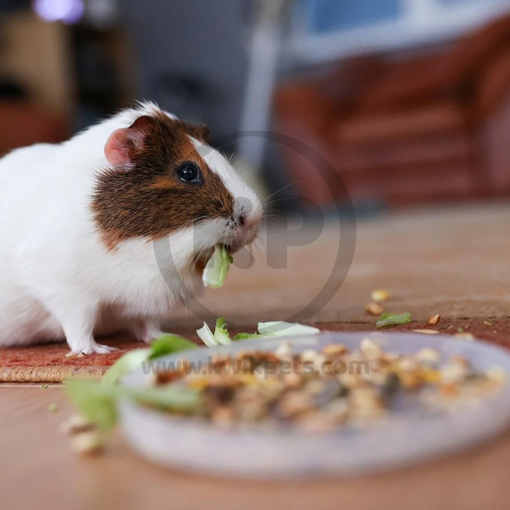 Kaytee Fiesta Hamster & Gerbil Food 2.5-lb - Image 7