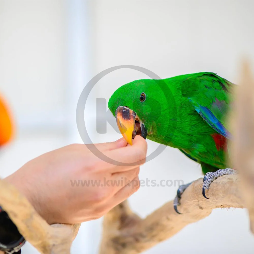 Kaytee Molting & Conditioning Jar for All Pet Birds 11-oz - Image 6