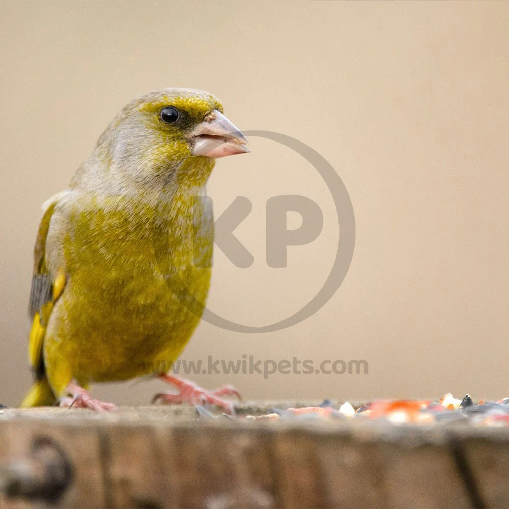 Kaytee Songbird Treat Jar for Canary & Finch 9-oz - Image 7