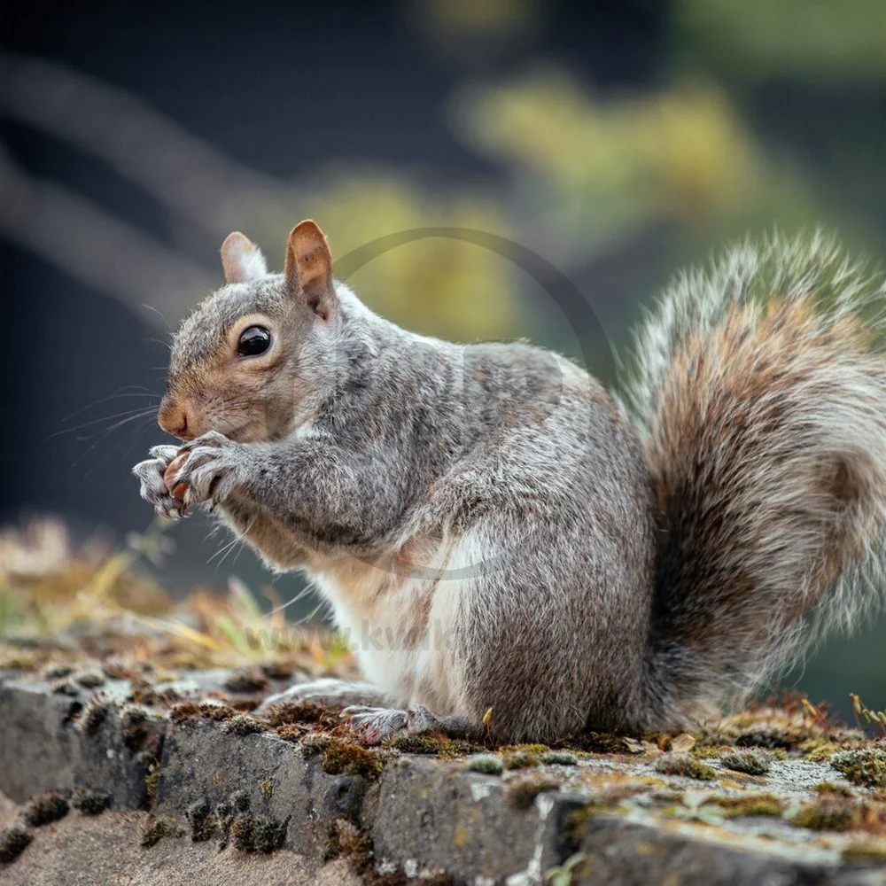 Kaytee Squirrel & Critter Blend Wildlife Food 10-lb - Image 7