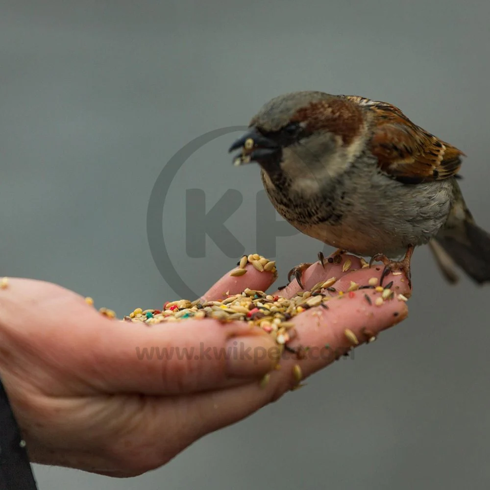 Kaytee Supreme Canary & Finch Bird Food 2-lb - Image 7