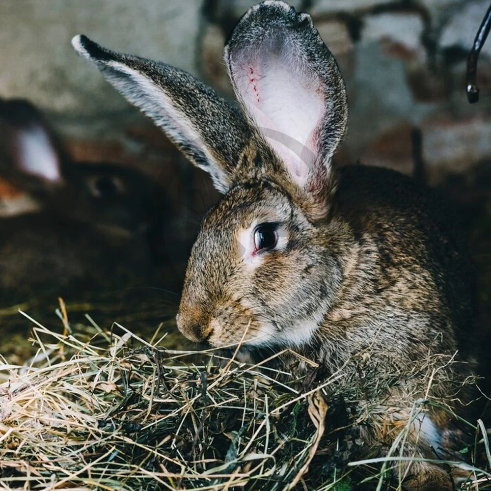 Kaytee Timothy Hay Plus Cranberries for Small Animals 24-oz - Image 7