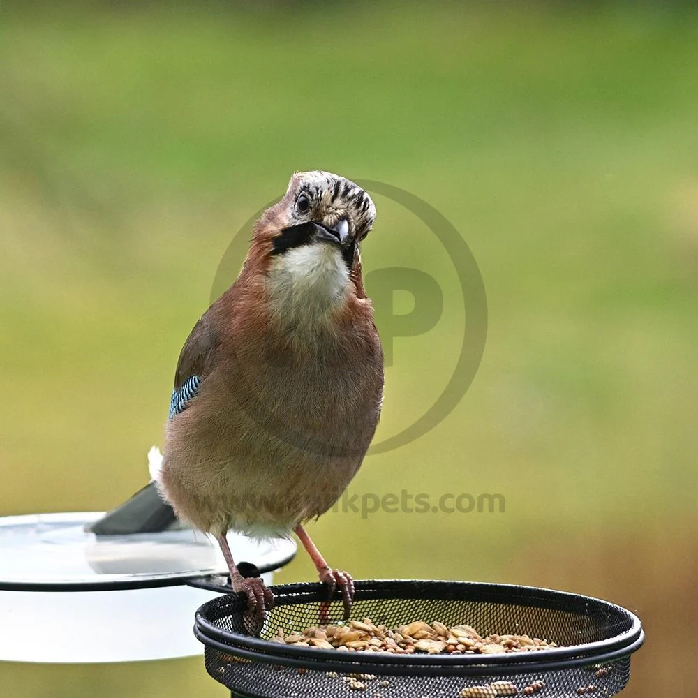 Kaytee Basic Blend Wild Bird Food 5-lb - Image 7