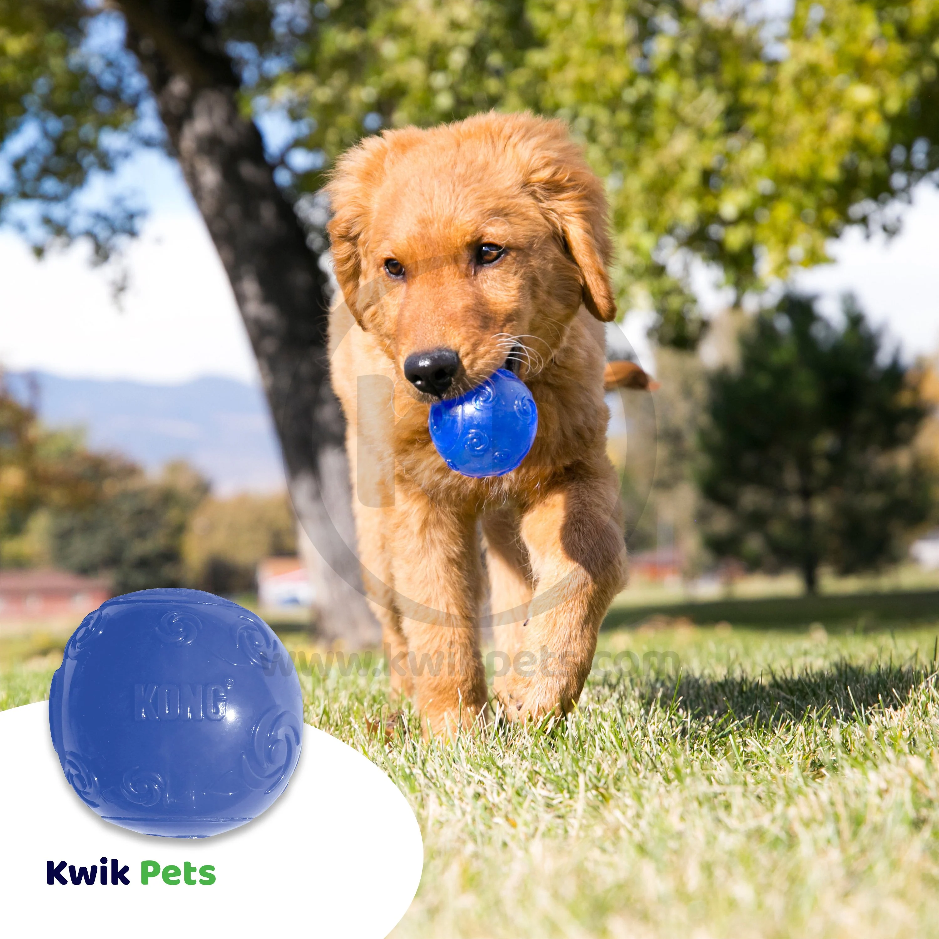 KONG Squeezz Ball Dog Toy Color Assorted XL - Image 5