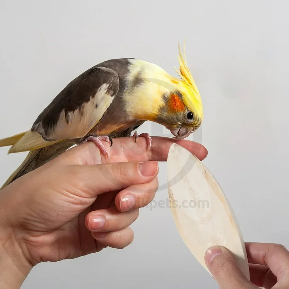 Living World Cuttlebone for Birds Medium 5-6 in - Image 5