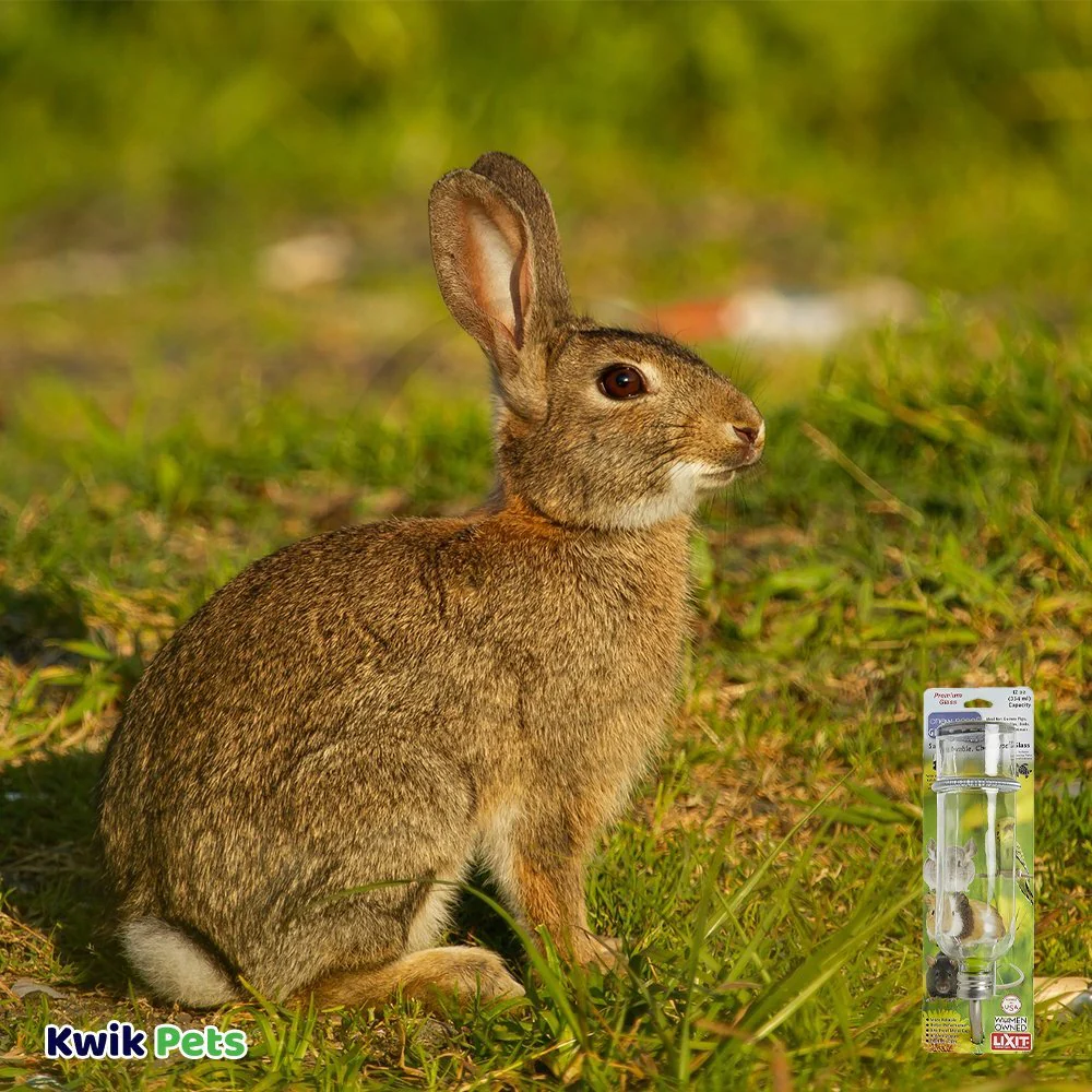 Lixit Chew Proof Glass Bottle for Small Animals Clear 12-oz - Image 5