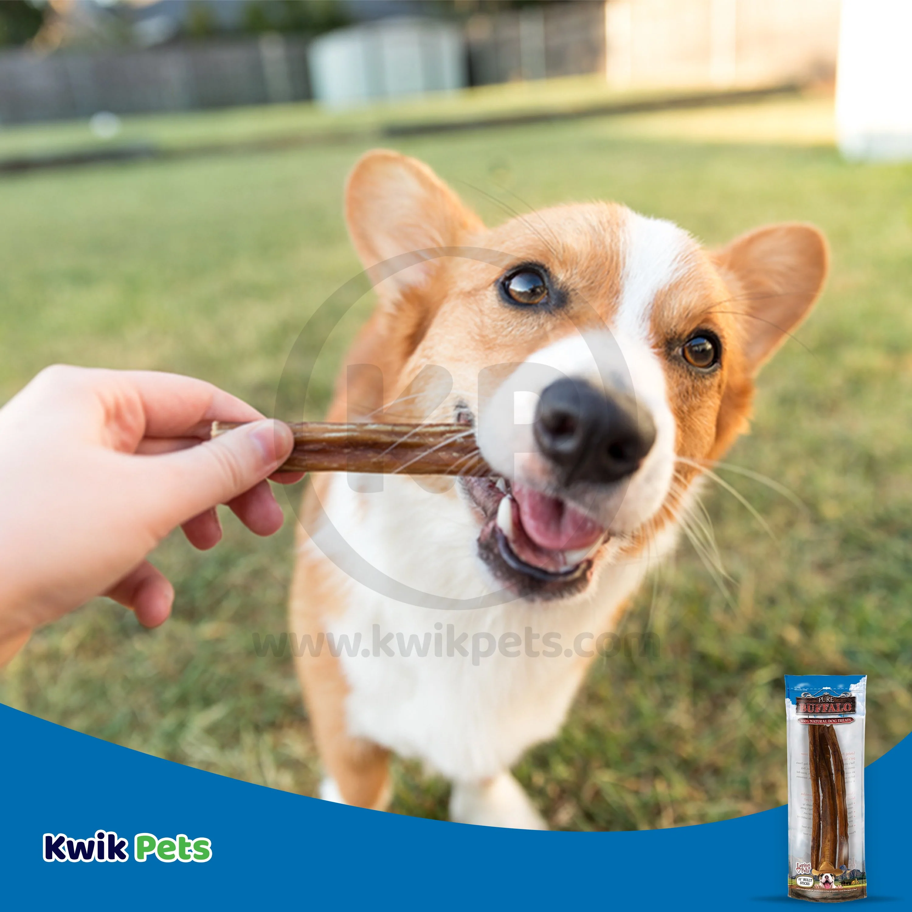 Loving Pets Pure Buffalo Bully Sticks Dog Treat 12-in 3 Count - Image 5
