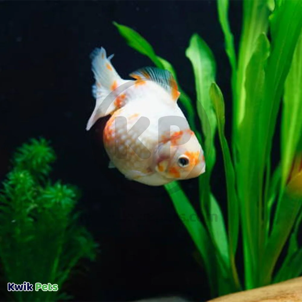Mag-Float Floating Aquarium Acrylic Cleaner Large - Image 7